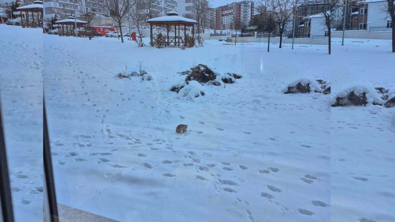 Yozgat Valiliği’nde Renkli Anlar Davetsiz Misafir Kamerada (2)