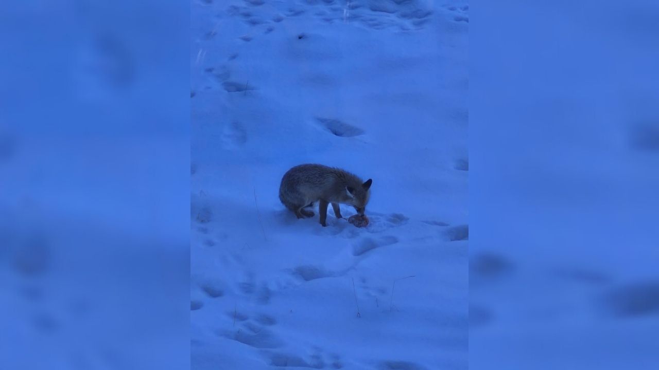 Yozgat Valiliği’nde Renkli Anlar Davetsiz Misafir Kamerada