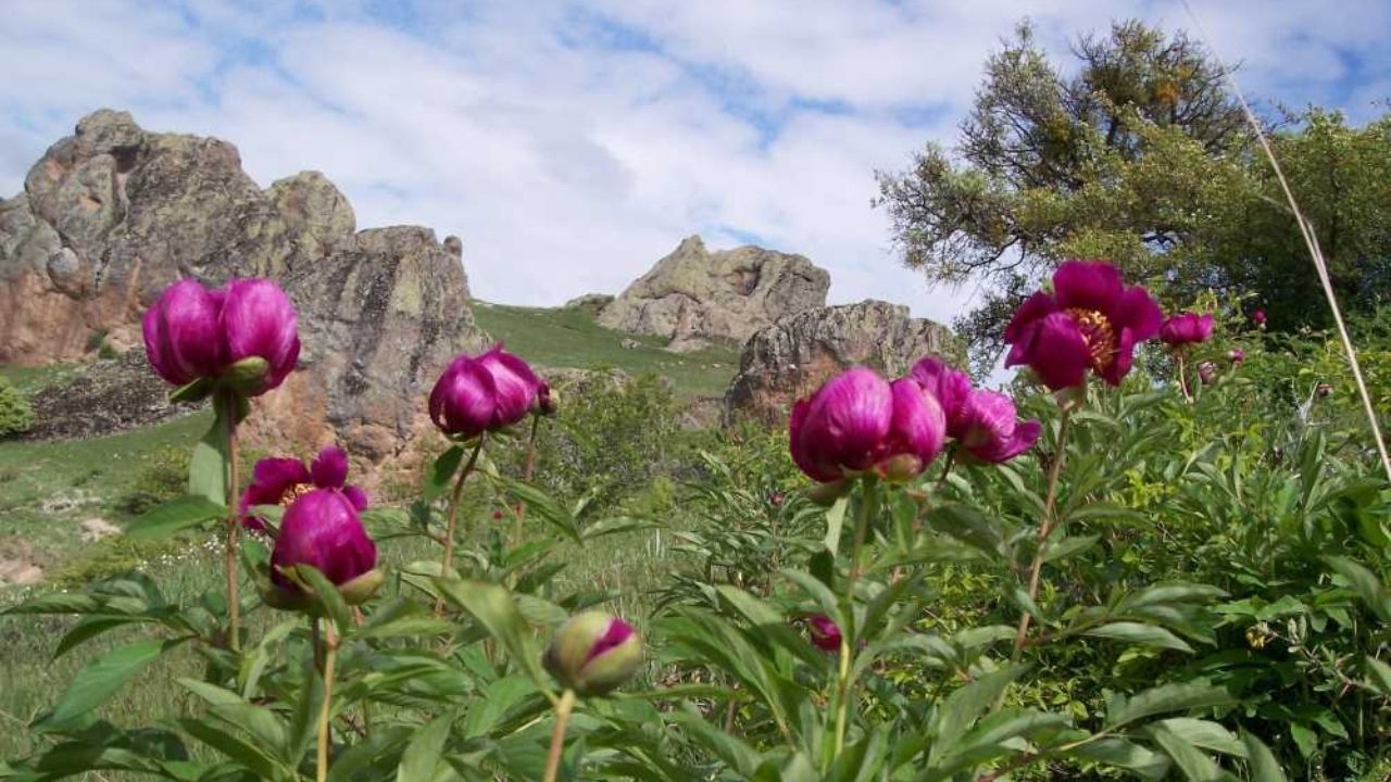 Yozgat'ın Yaylaları (5)