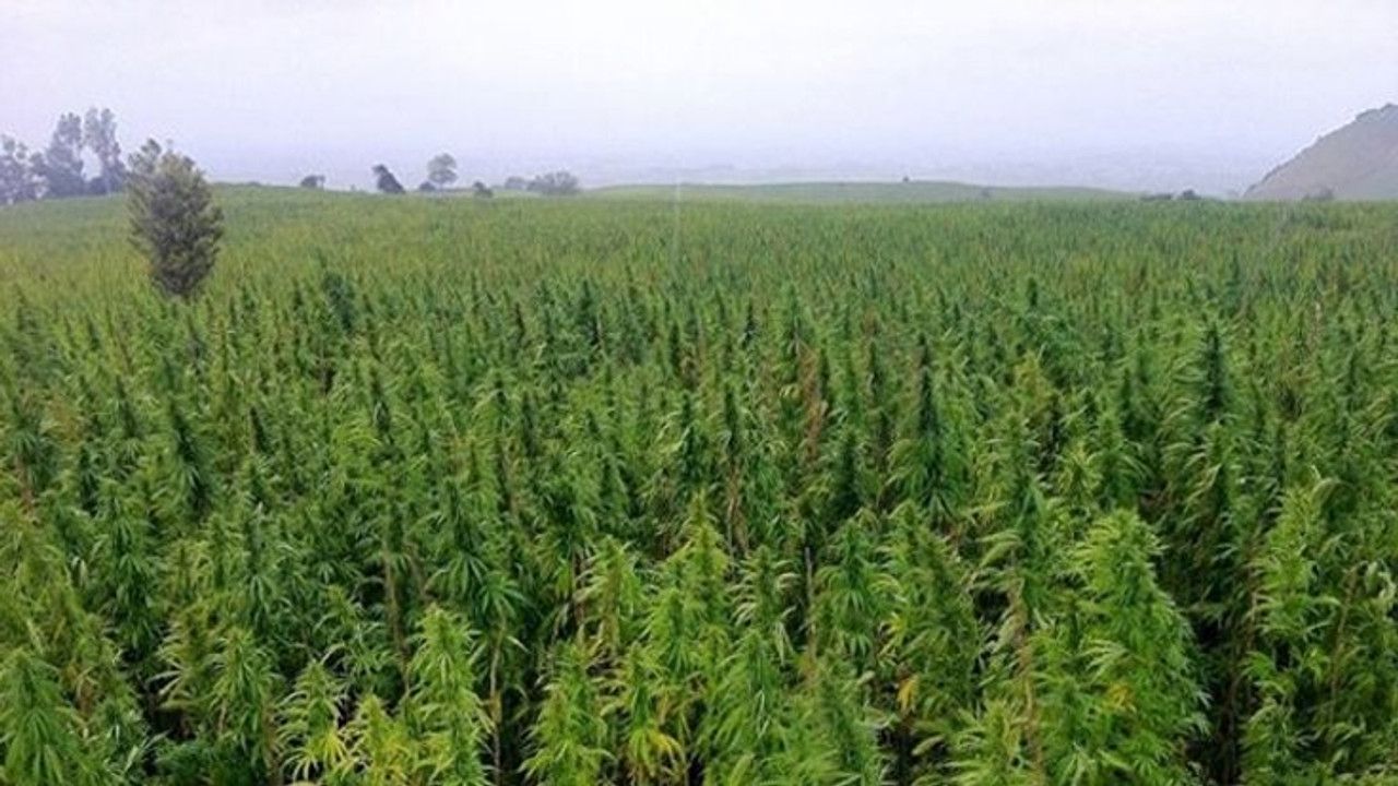 Yozgat’ta Kenevir Üretimine İzin Çıktı! Resmi Gazete’de Yayımlandı (1)