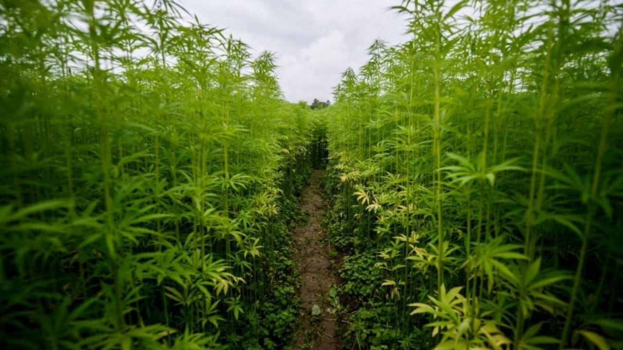 Yozgat’ta Kenevir Üretimine İzin Çıktı! Resmi Gazete’de Yayımlandı (2)