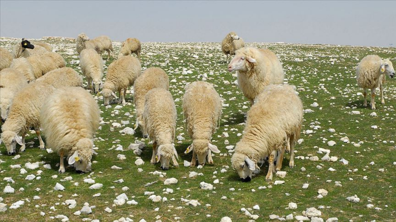 Yozgat’ta Kırsal İçin Kritik Fırsat Faizsiz 1,2 Milyon Tl Destek İçin Süre Daralıyor (2)