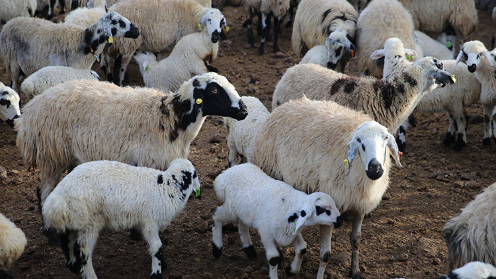 Yozgat'ta Kuzu Ölümleri İçin Müdürlük Açıklama Yaptı