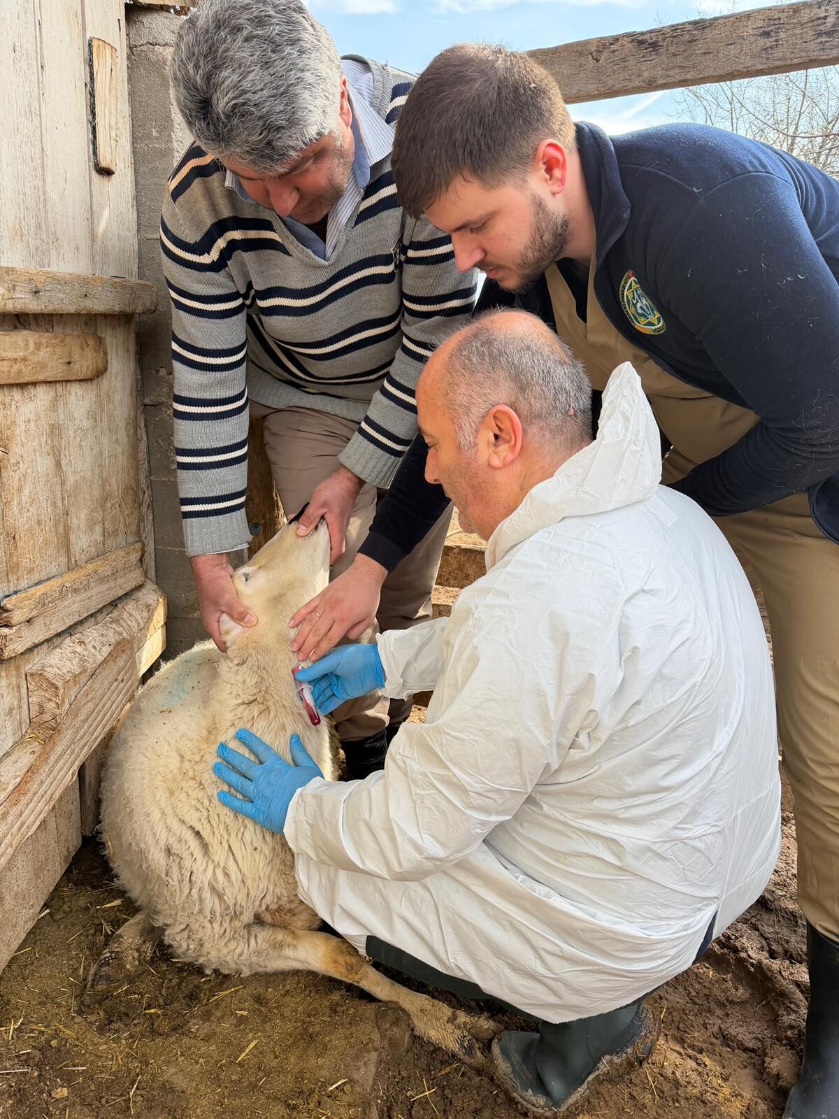 Aydıncık’ta Şap Hastalığına Karşı Saha Çalışması Tamamlandı
