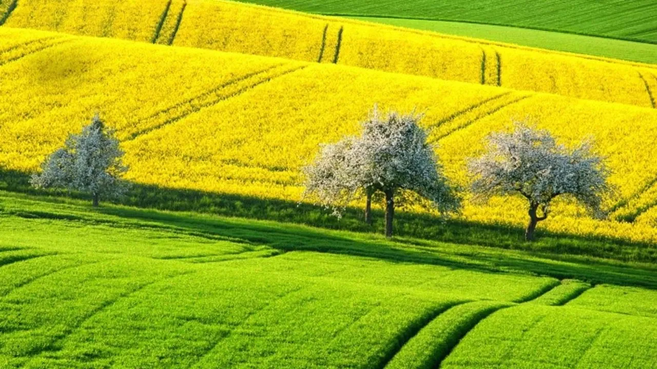 Devlet, Yozgat'ta 18 Dönümlük Tarla Satacak! Şaşırtan Fiyat Açıklandı