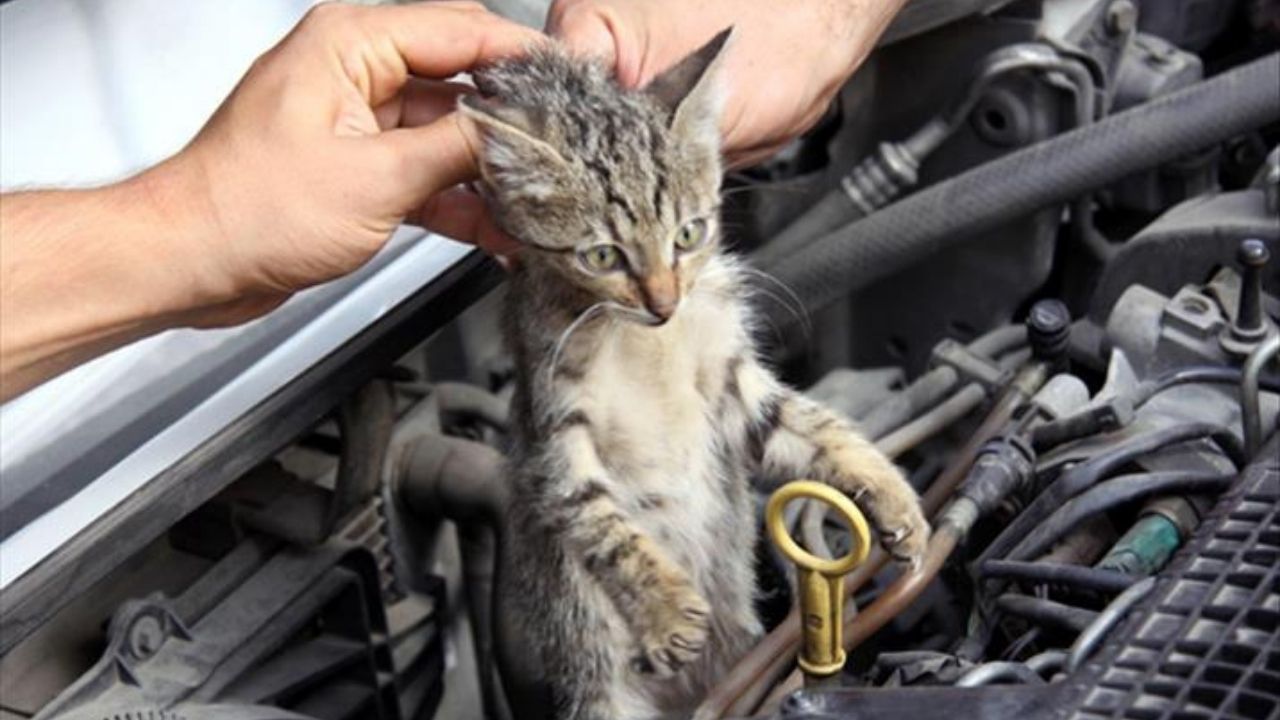 Sabah Yola Çıkmadan Dikkat Küçük Bir Hareket Büyük Kayıpları Önleyebilir (1)