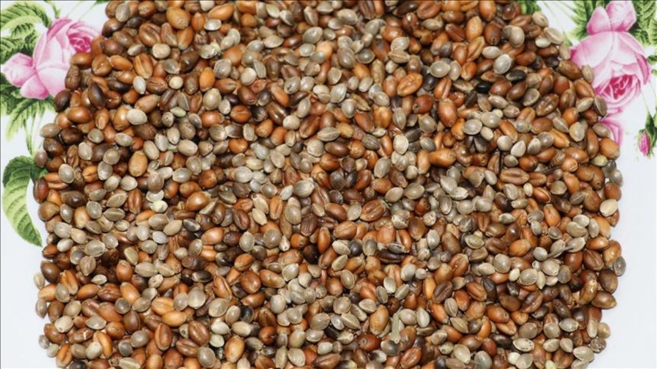 Yozgat Kavurgası (2)