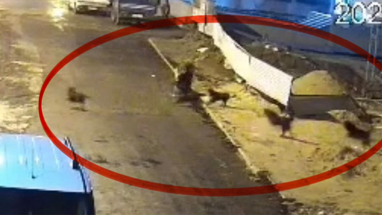 65 Yaşındaki Kadına Sokak Köpekleri Saldırdı! Saldırı Anı Güvenlik Kamerasında (5)-1