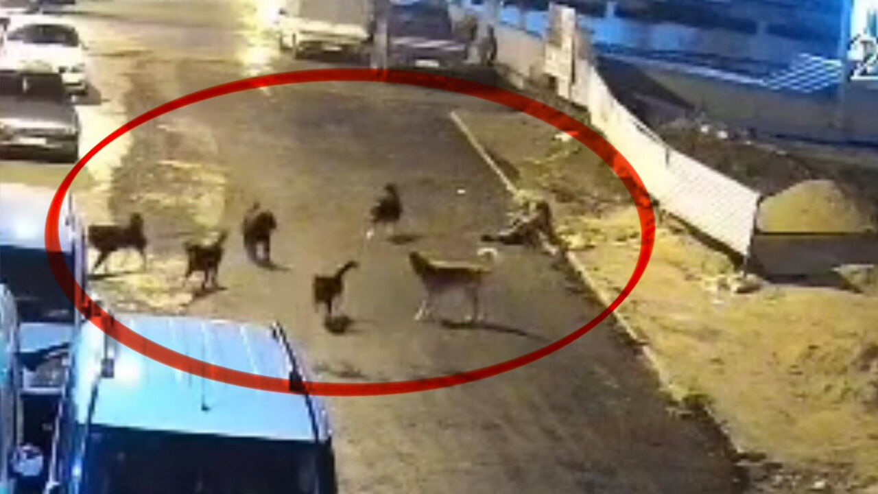 65 Yaşındaki Kadına Sokak Köpekleri Saldırdı! Saldırı Anı Güvenlik Kamerasında (6)-1