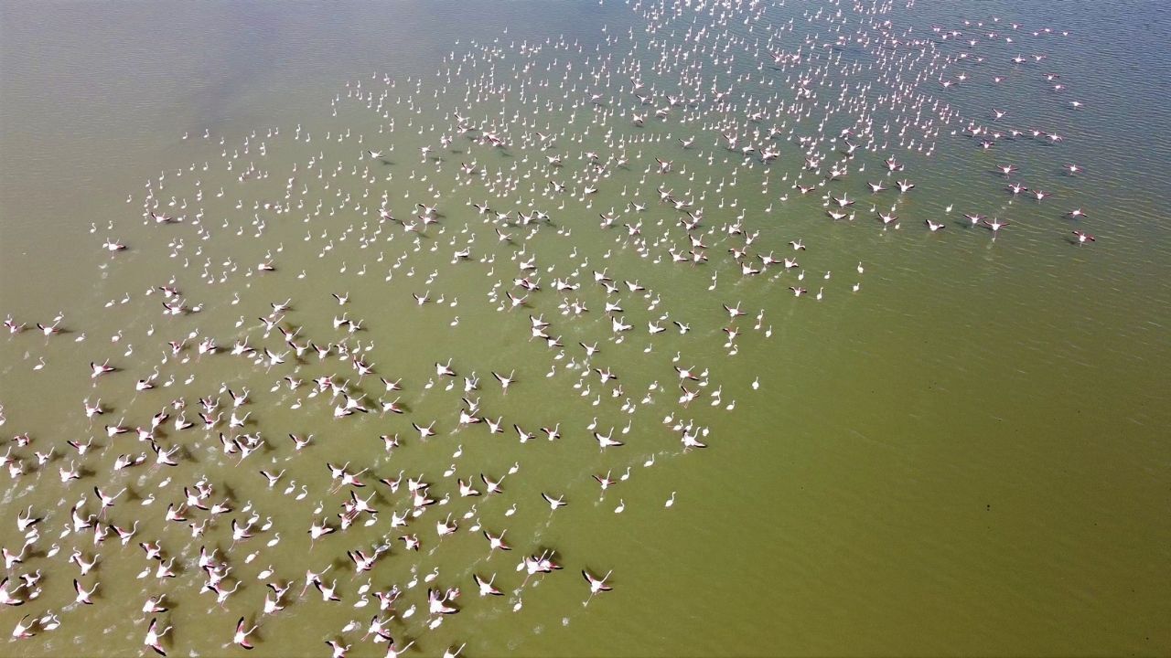 Baharın Habercisi Yozgat’ta Gelingüllü Barajı’nda Flamingo Şöleni Başladı (1)