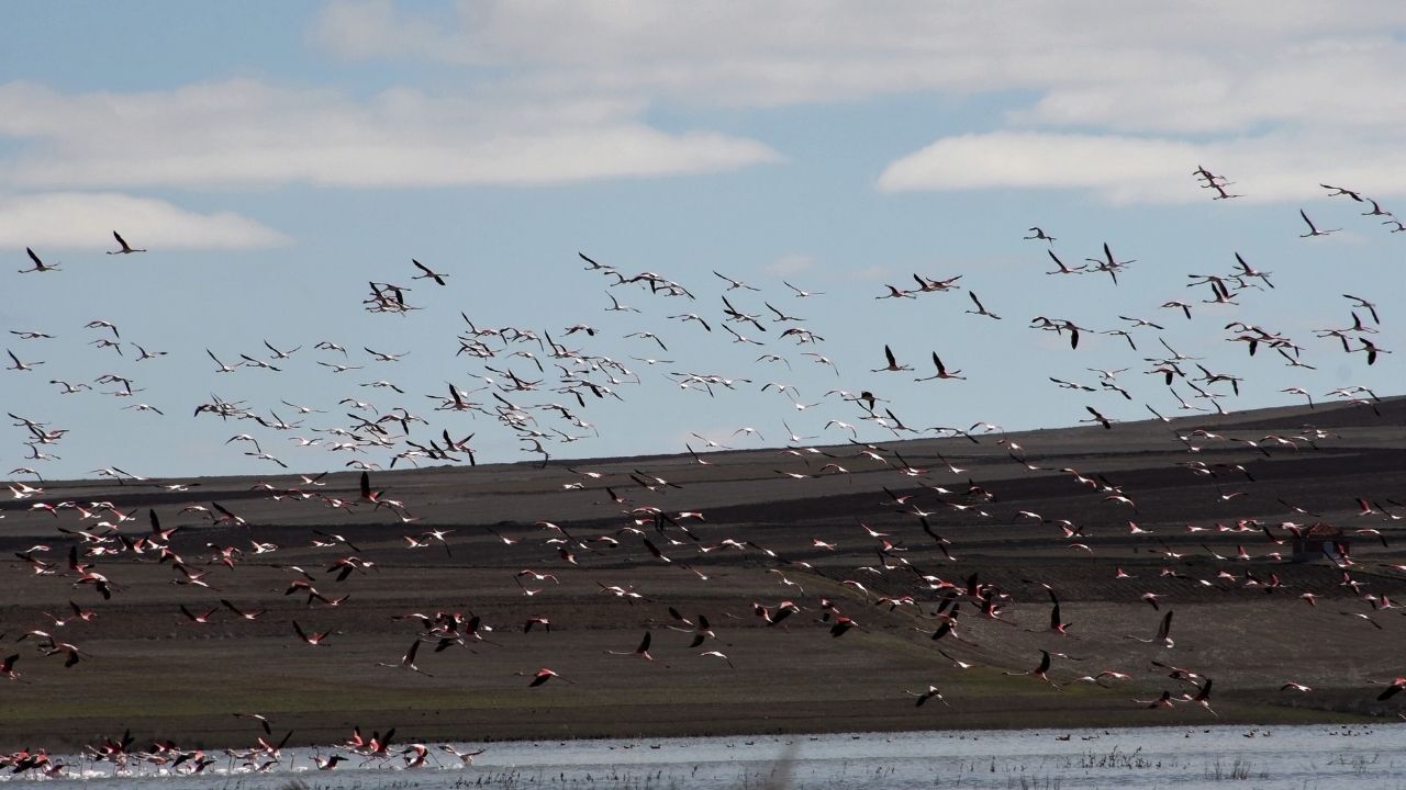 Baharın Habercisi Yozgat’ta Gelingüllü Barajı’nda Flamingo Şöleni Başladı (3)