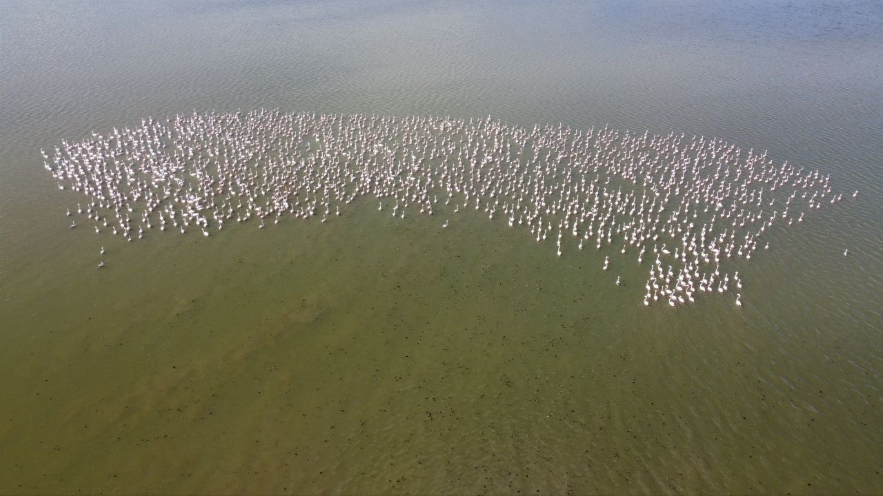 Baharın Habercisi Yozgat’ta Gelingüllü Barajı’nda Flamingo Şöleni Başladı (5)
