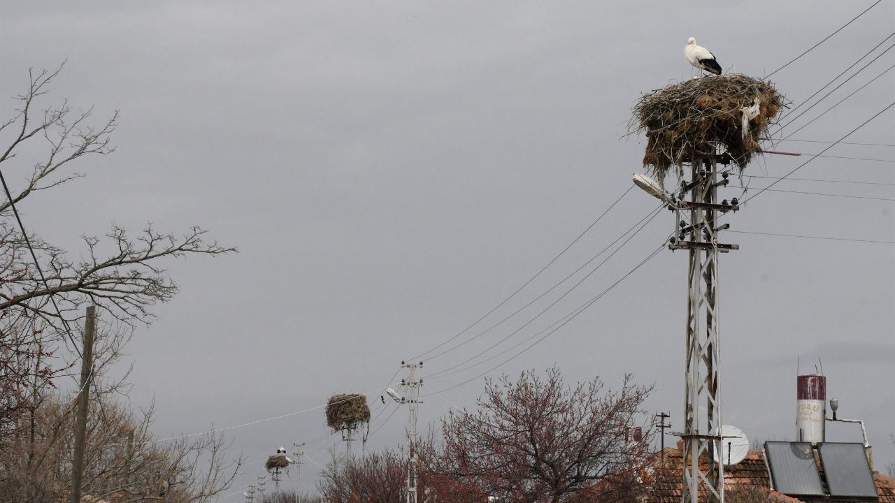 Baharın Habercisi Yozgat’ta Leylekler Yuvalarına Döndü (2)