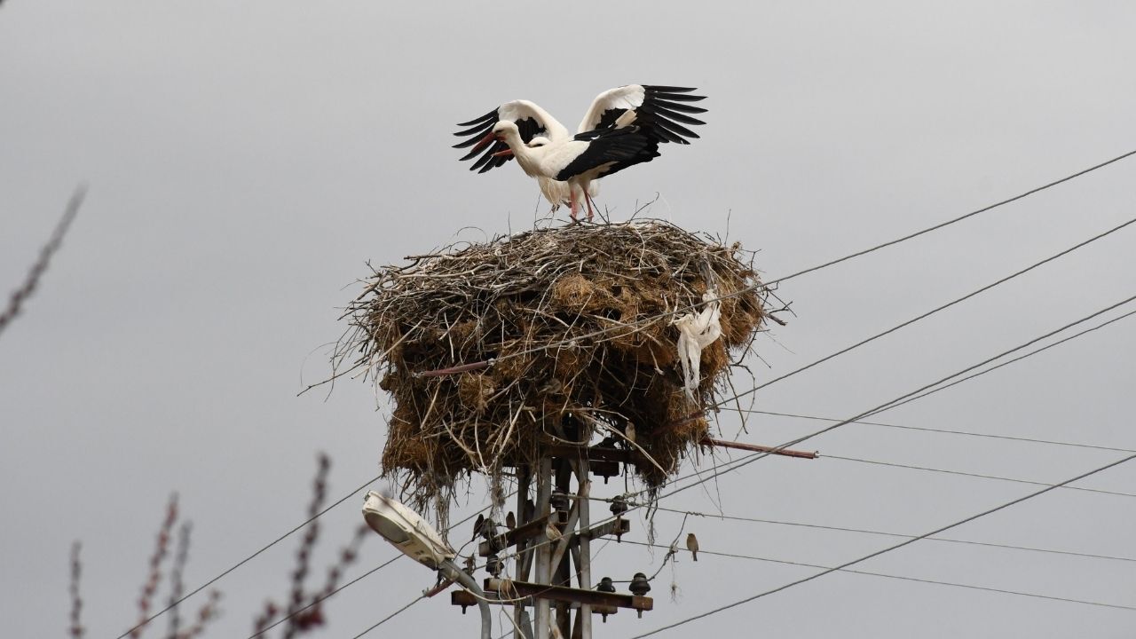Baharın Habercisi Yozgat’ta Leylekler Yuvalarına Döndü (4)