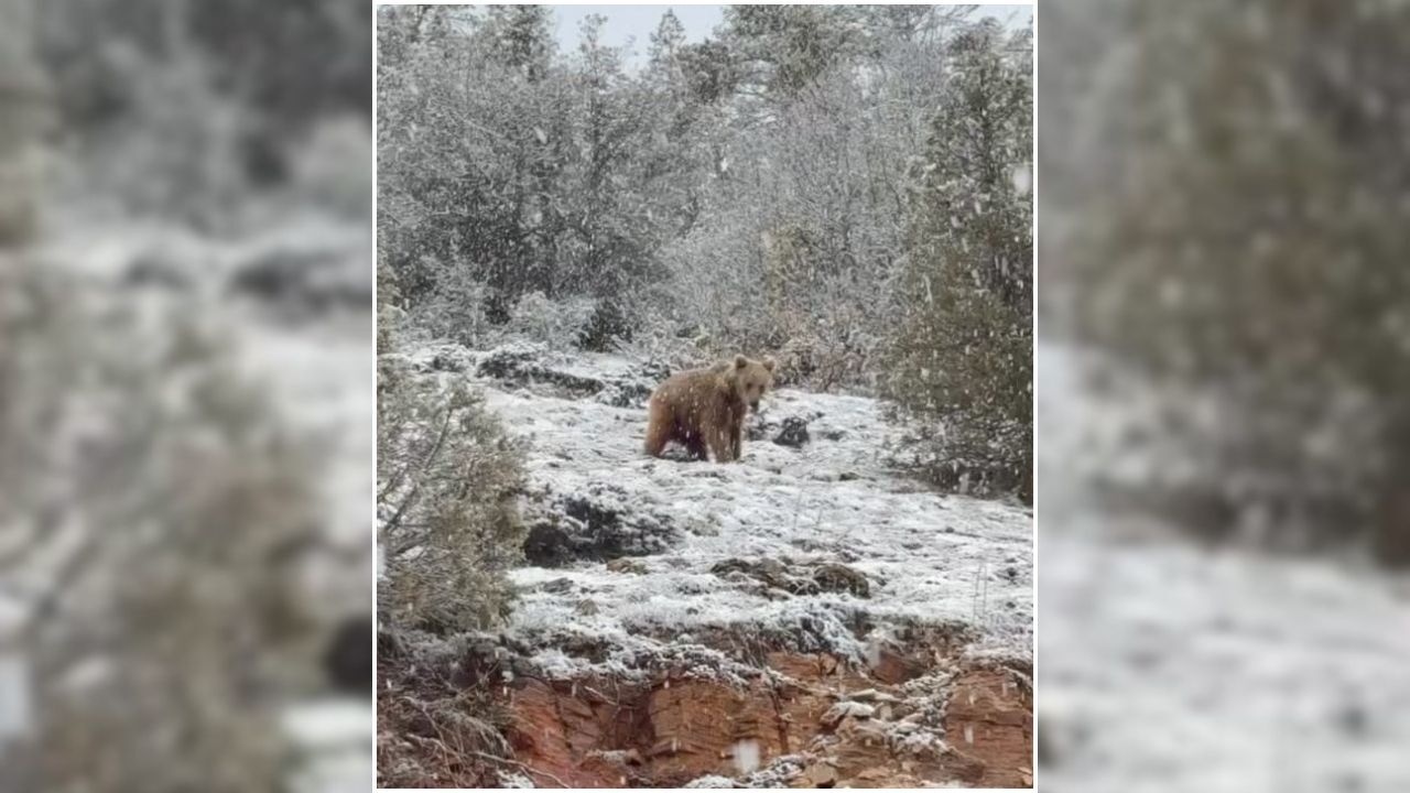 Çayıralan’da Yiyecek Arayan Bozayı Kameralara Yakalandı (2)
