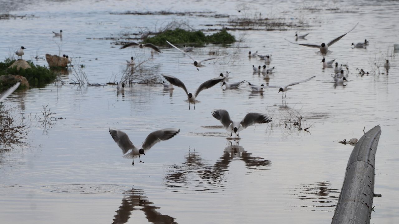 Çekerek Sürayyabey Barajı’nda Sevindirici Gelişme Doluluk Yüzde 42,7'Ye Ulaştı (4)