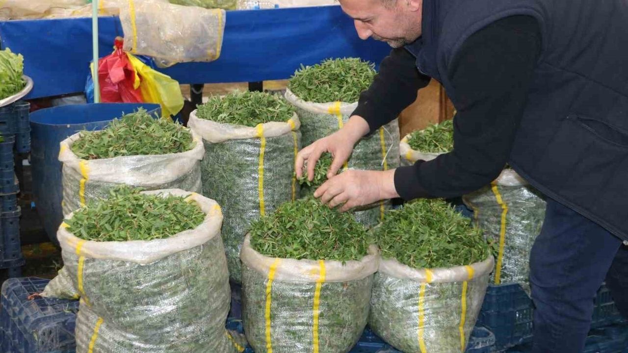 Dağlardan Sofralara Yozgat’ta Madımak Sezonu Açıldı (2)