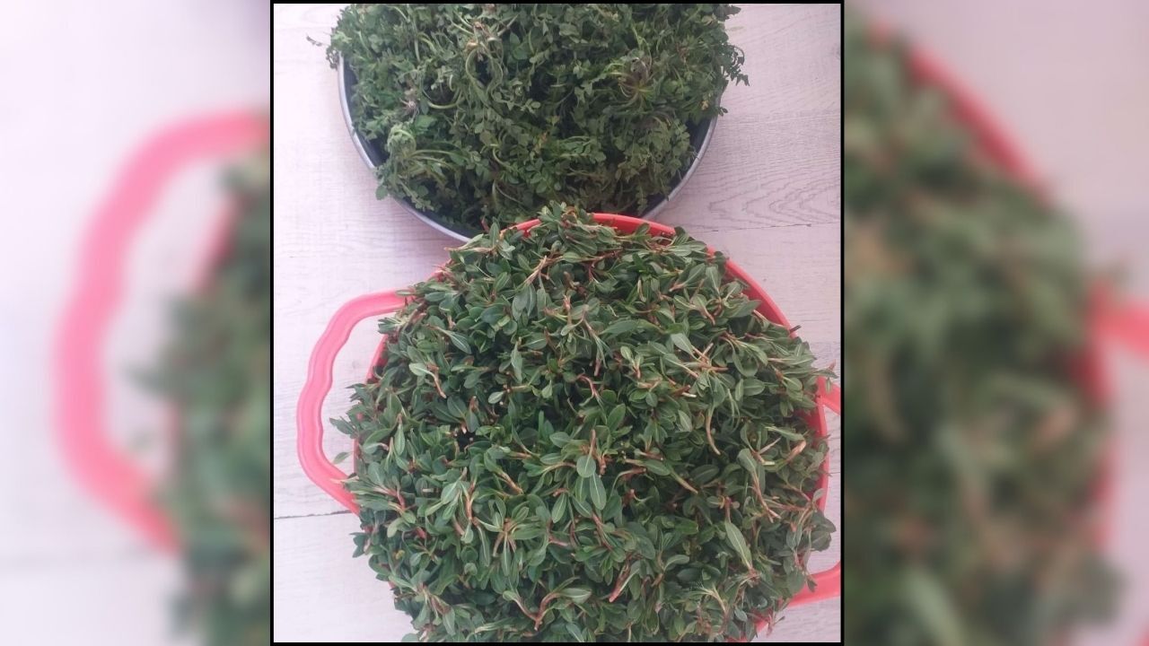 Dağlardan Sofralara Yozgat’ta Madımak Sezonu Açıldı (3)