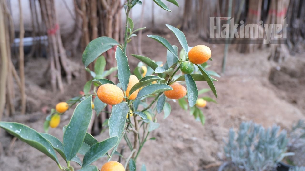 İlkbaharla Birlikte Hareket Başladı Yozgat’ta Fidan Satışlarında Yeni Dönem Başladı