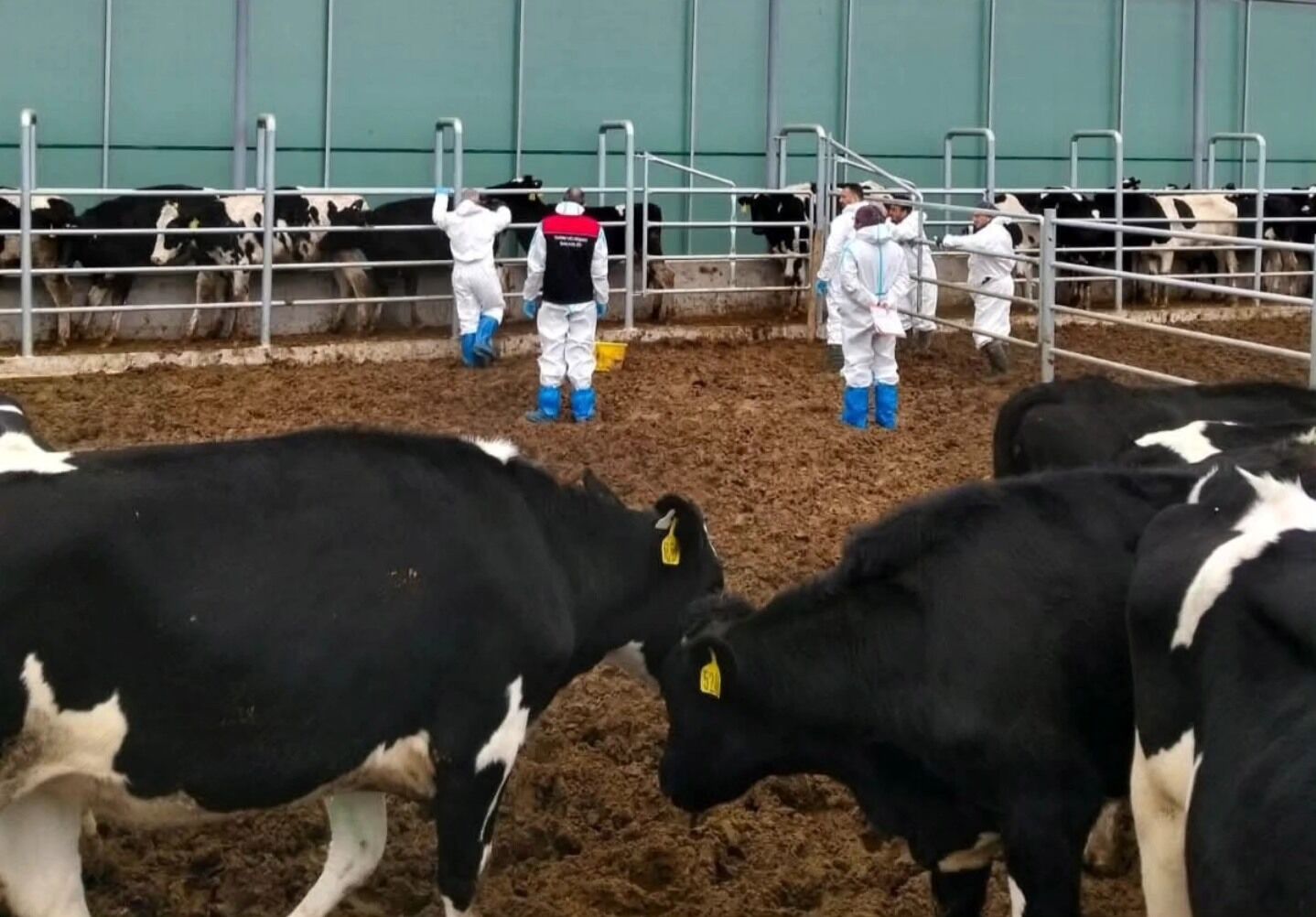 Sarıkaya Hayvancılık (1)