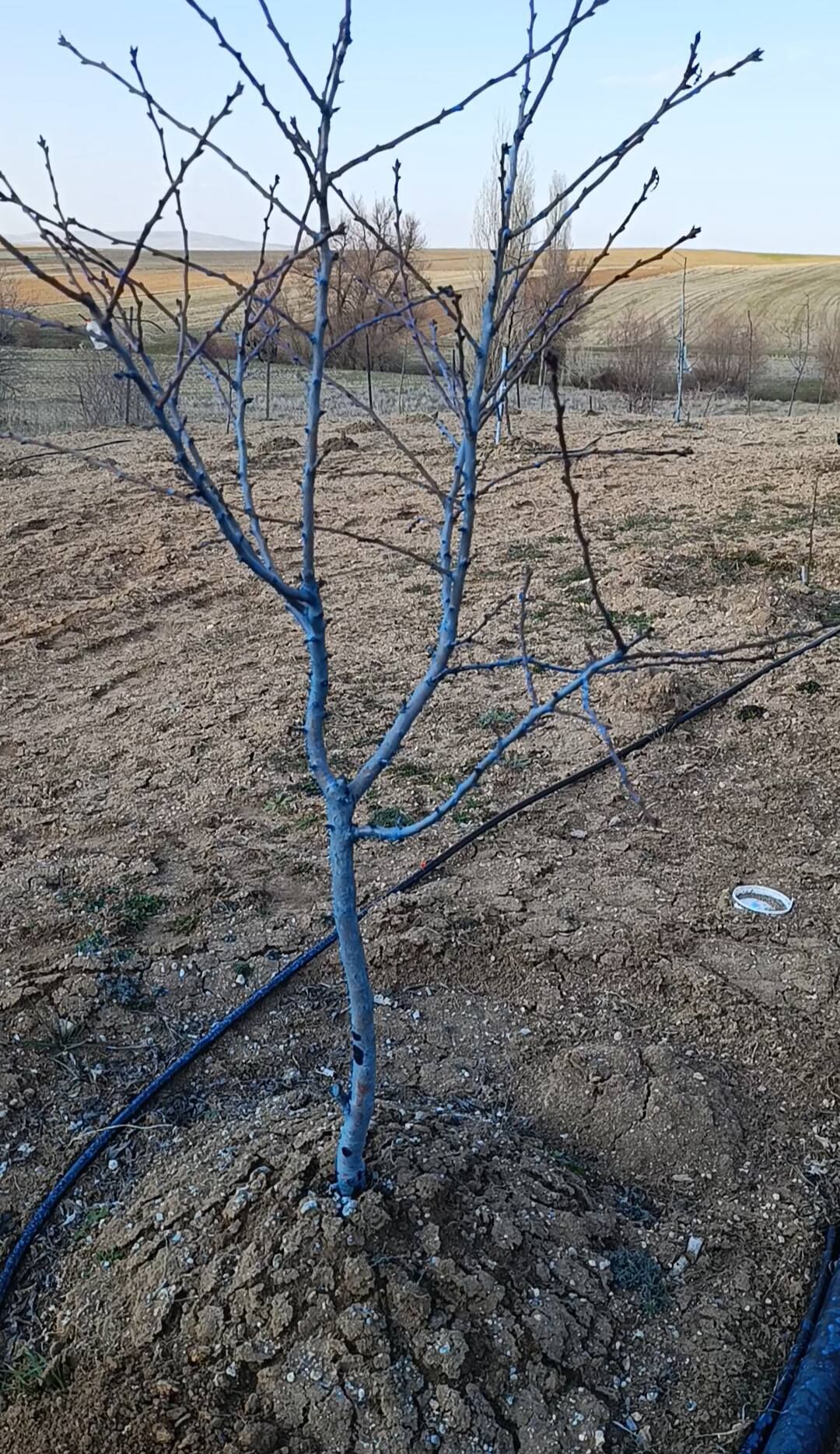 Sarıkaya'da Bahar Hazırlıkları Başladı2