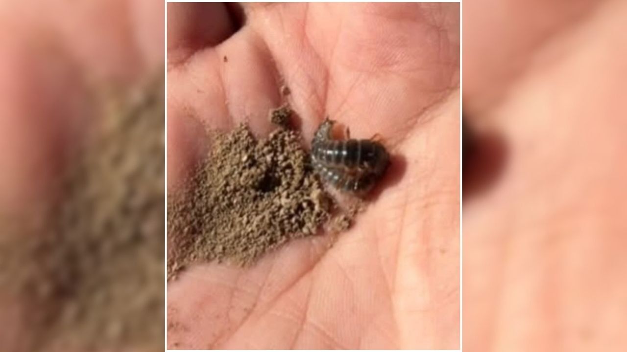 Sarıkaya’da Hububat Tarlalarında Kritik Mücadele Üreticiler Bilgilendiriliyor (1)