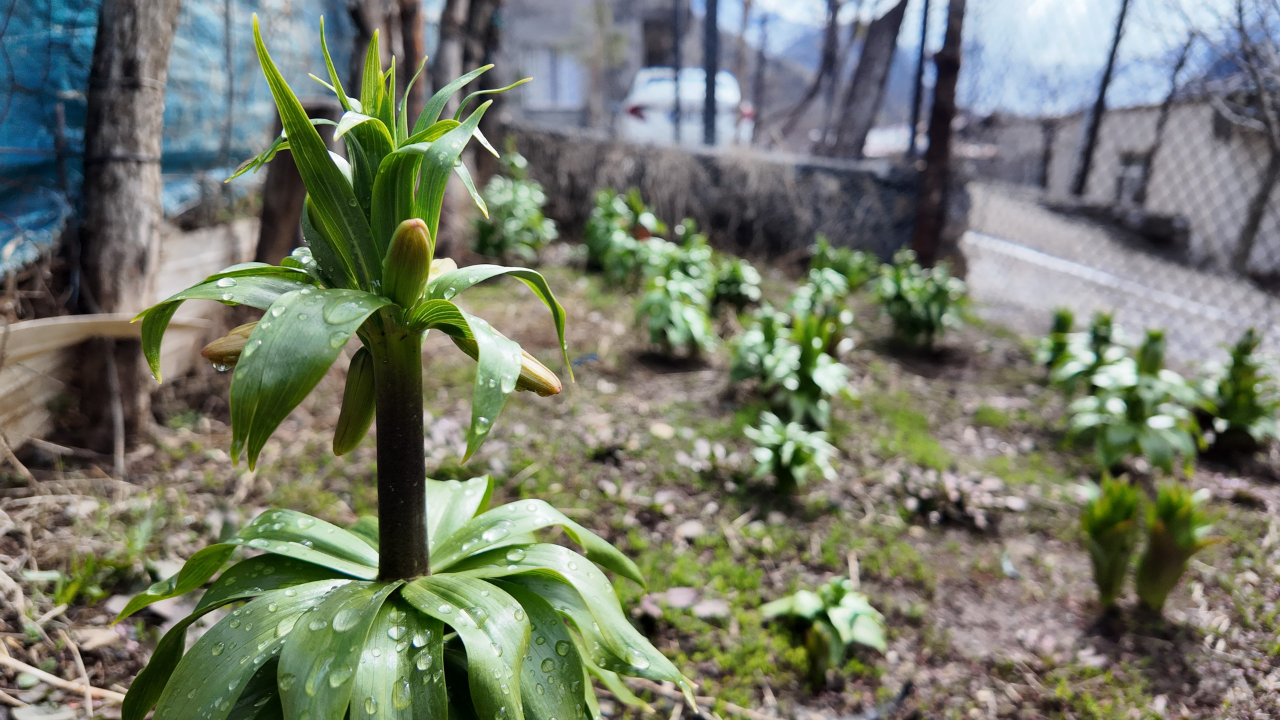 Ters Lale Koparmanın Cezası 700 Bin Lira! Yılın Sadece 20 Günü Yaşıyor (1)