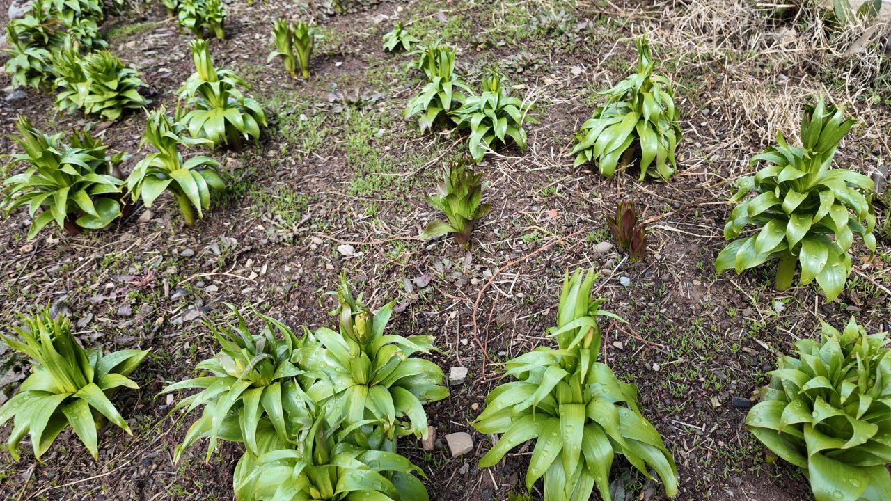 Ters Lale Koparmanın Cezası 700 Bin Lira! Yılın Sadece 20 Günü Yaşıyor (2)