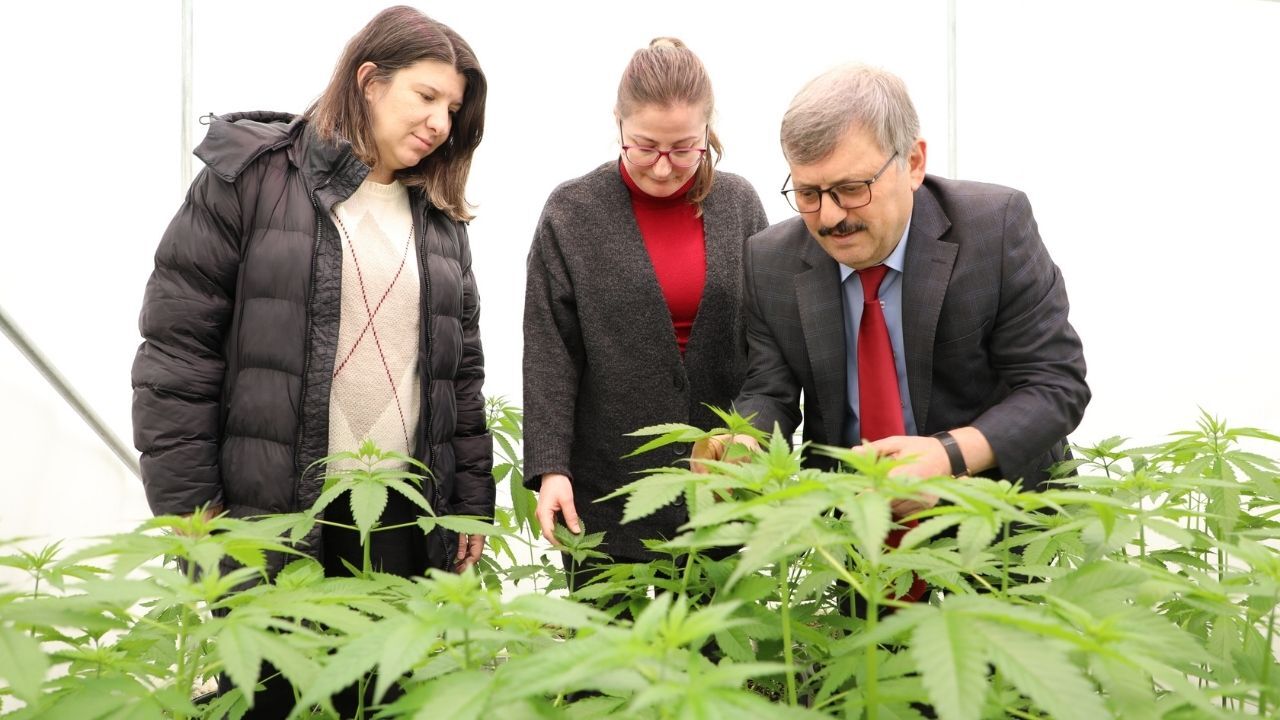 Topraksız Tarımda Kenevirin Sırları Yozgat’ta Çözülecek (1)