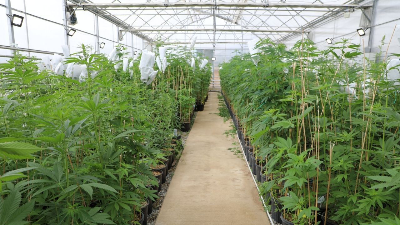 Topraksız Tarımda Kenevirin Sırları Yozgat’ta Çözülecek (2)