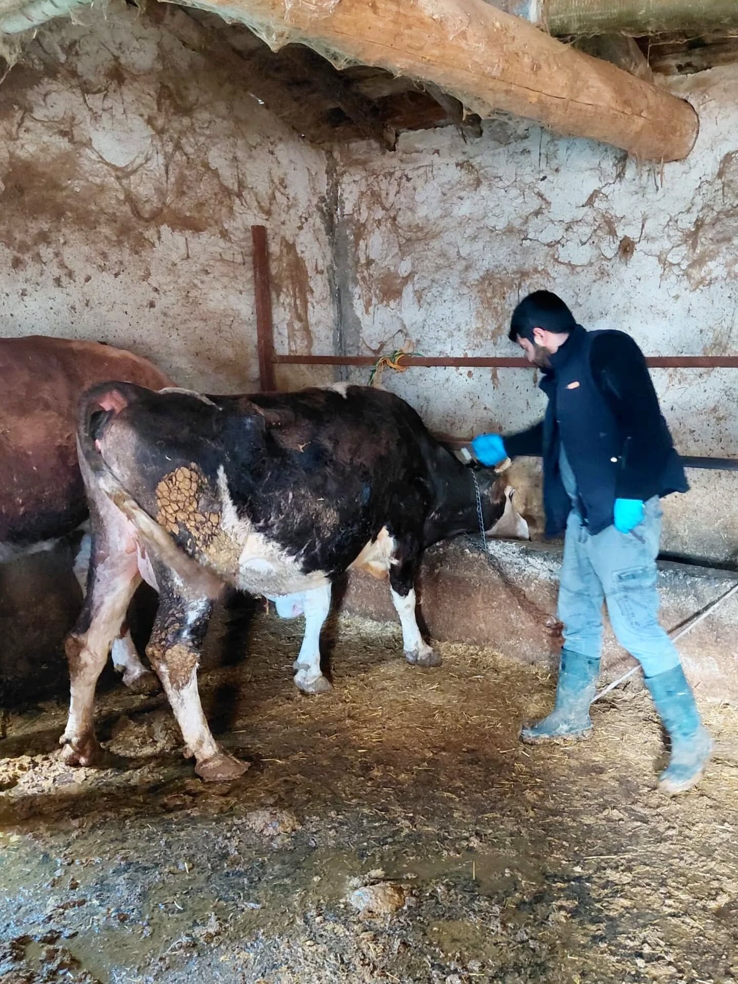 Yerköy'de Köylerde Aşılamalar Sürüyor