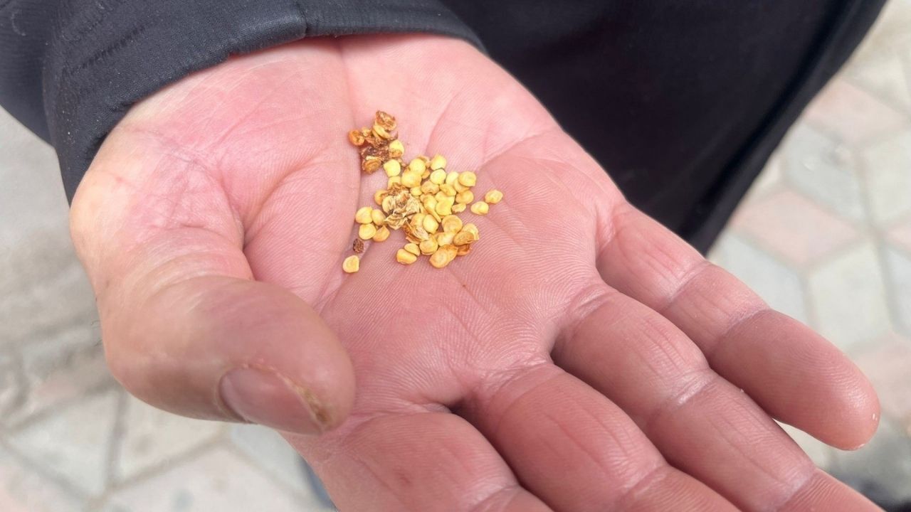 Yerköy'de Nesilden Nesile Aktarılan Ata Tohumu Sarı Dolma (1)