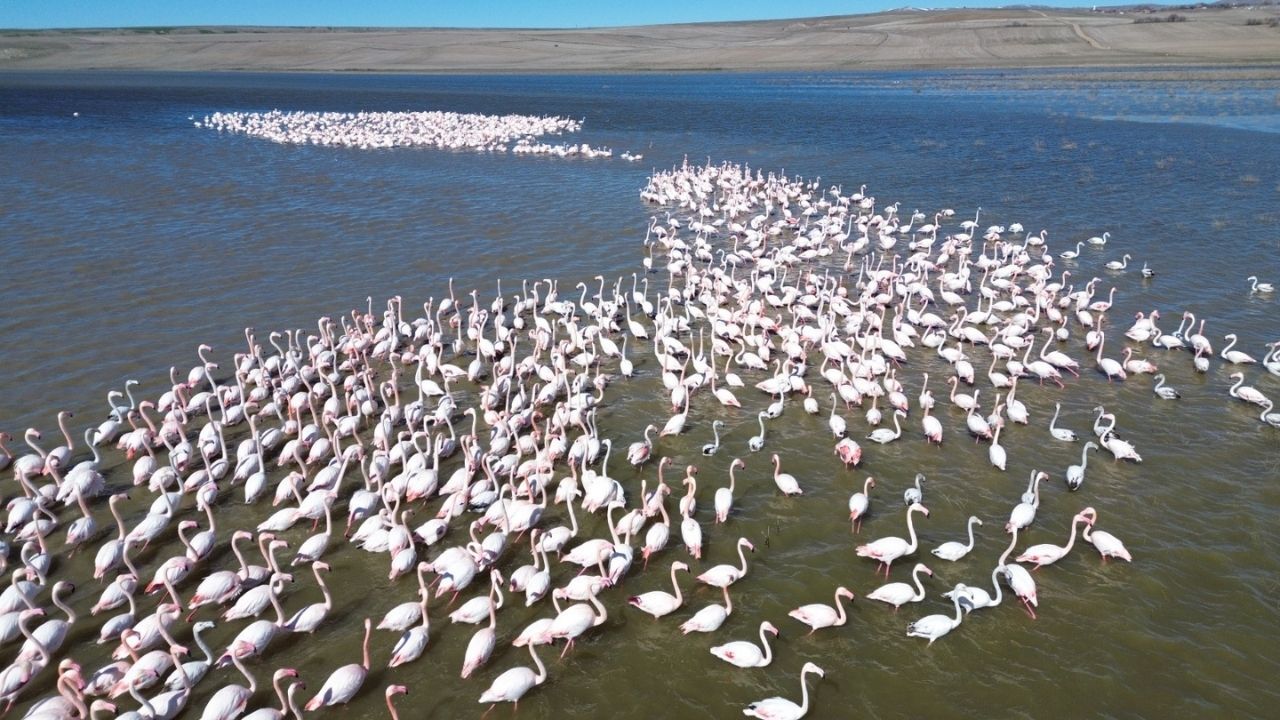 Yozgat Gelingüllü Barajı’nda Jandarma Kuşların Koruyucusu Oldu (4)