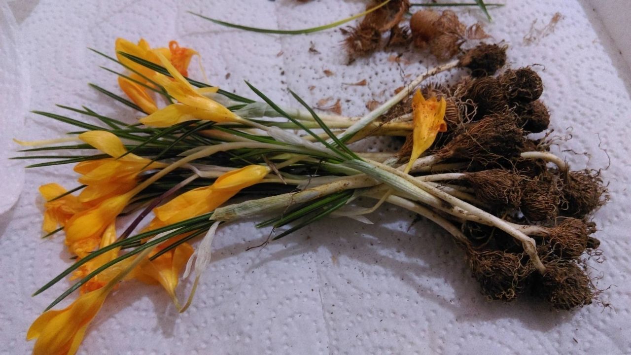 Yozgat'ta Baharın Müjdecisi Çiğdemler Açtı (2)