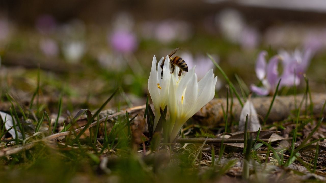 Yozgat’ta Doğa Canlandı Baharın Renkleri Her Yeri Süsledi (2)