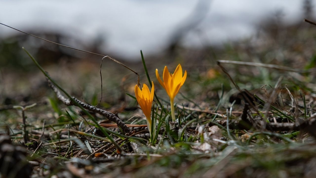 Yozgat’ta Doğa Canlandı Baharın Renkleri Her Yeri Süsledi (3)