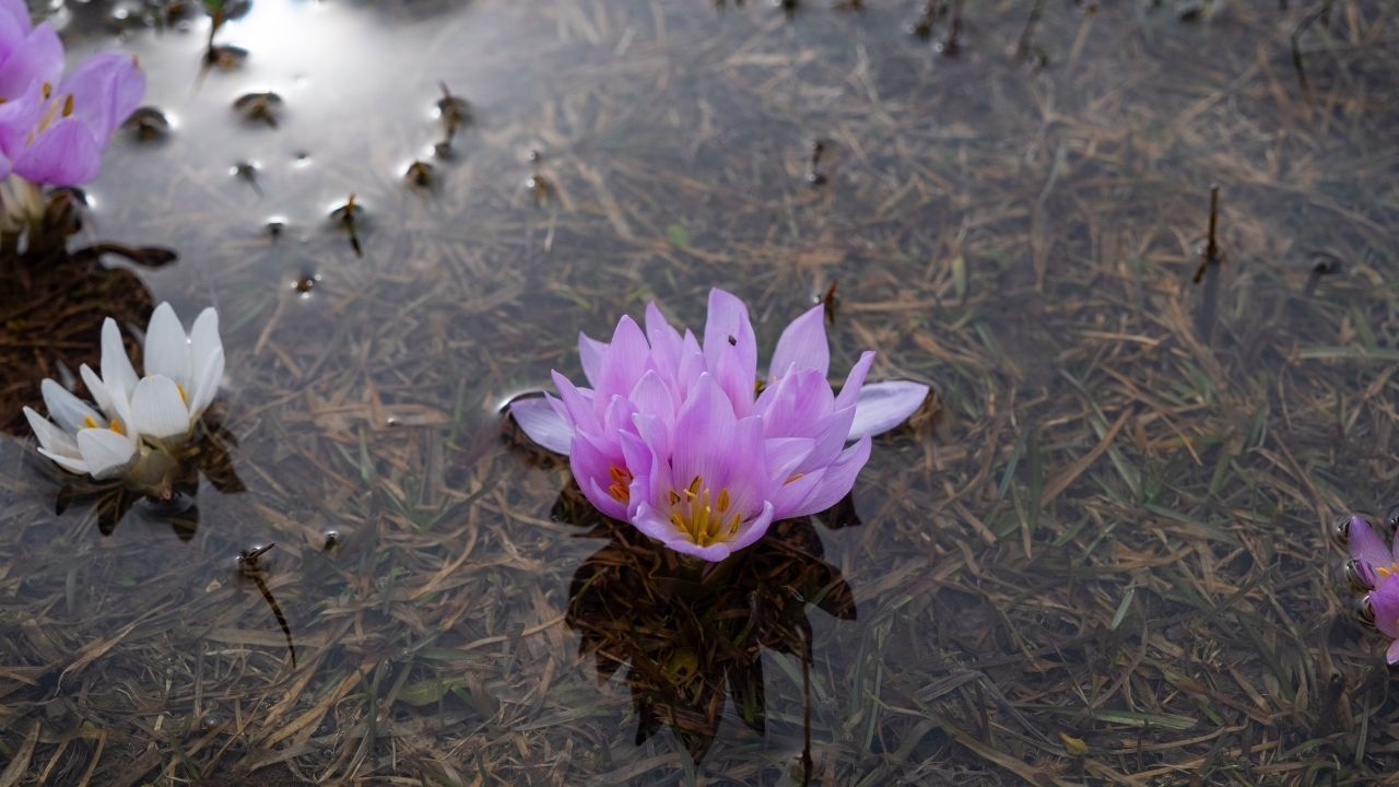 Yozgat’ta Doğa Canlandı Baharın Renkleri Her Yeri Süsledi (5)
