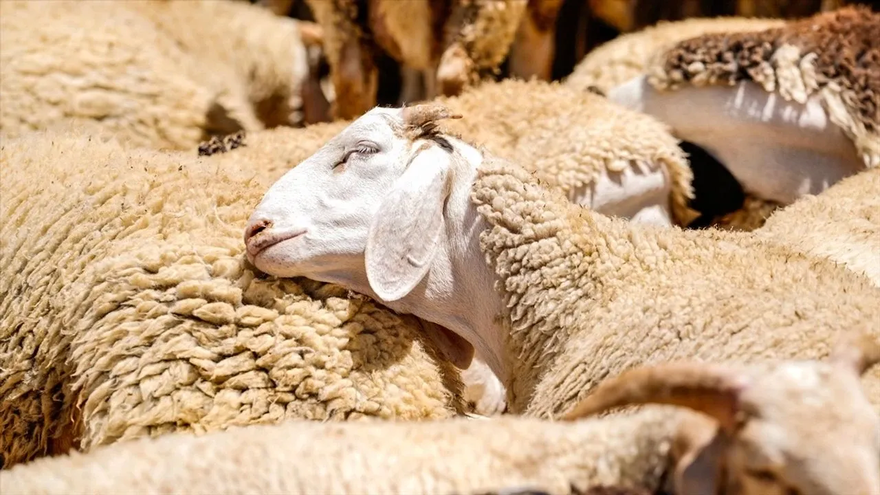 Yozgatta Hayvancilik Hibeleri Nasil Alinir Ureticiye Can Suyu Destekler