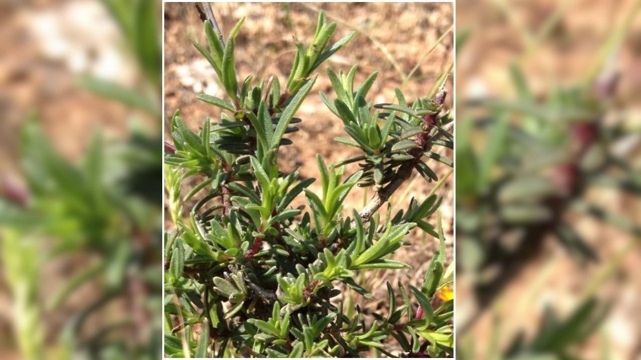 Yozgat’ta Kekik Toplama Tartışması Köylülerden Uyarı (2)