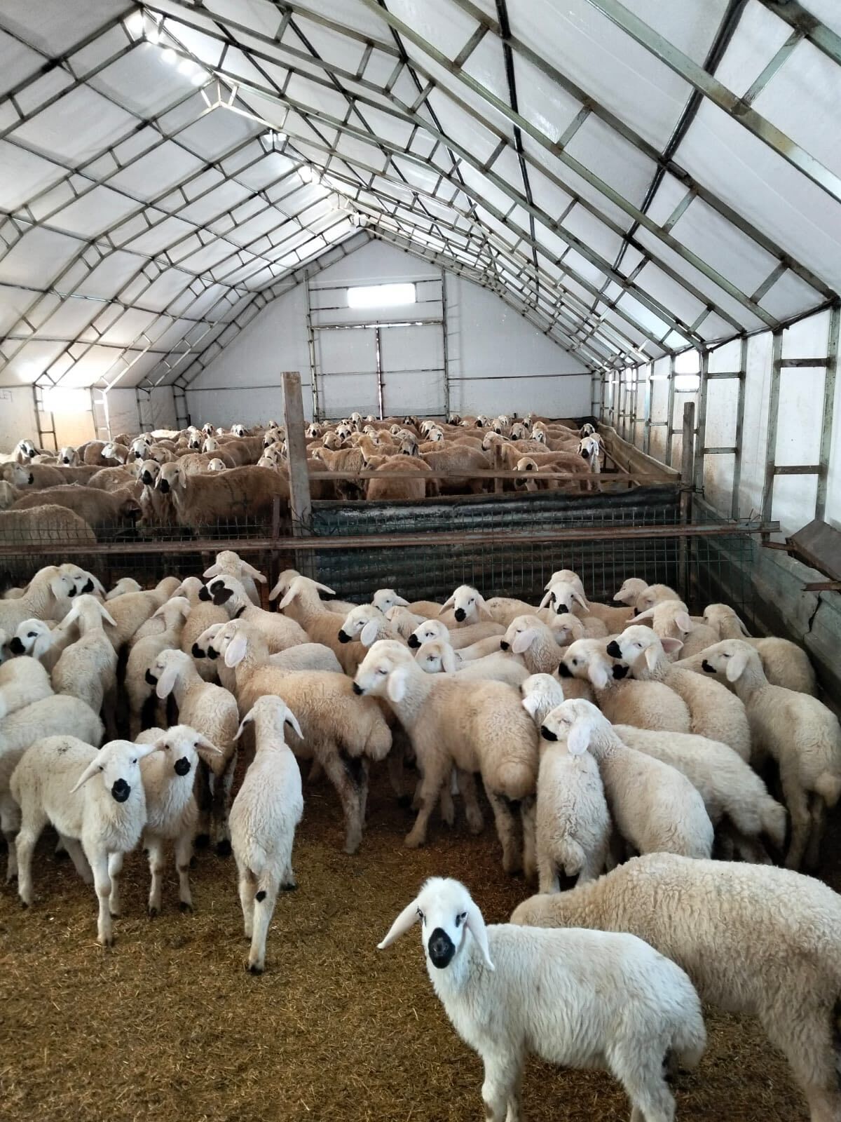 Yozgat'ta Küpeler Takılıyor, Aşılar Tamamlanıyor1