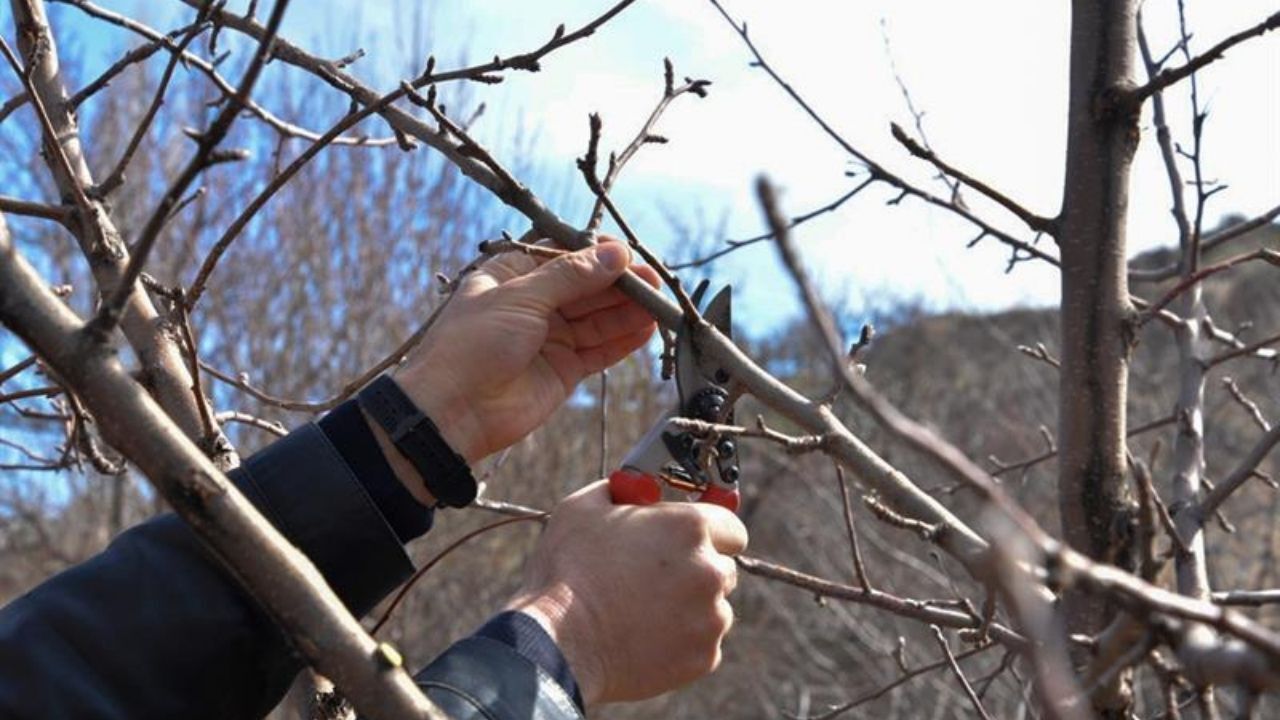 Yozgat’ta Meyve Bahçelerinde Bahar Mesaisi Başladı (3)