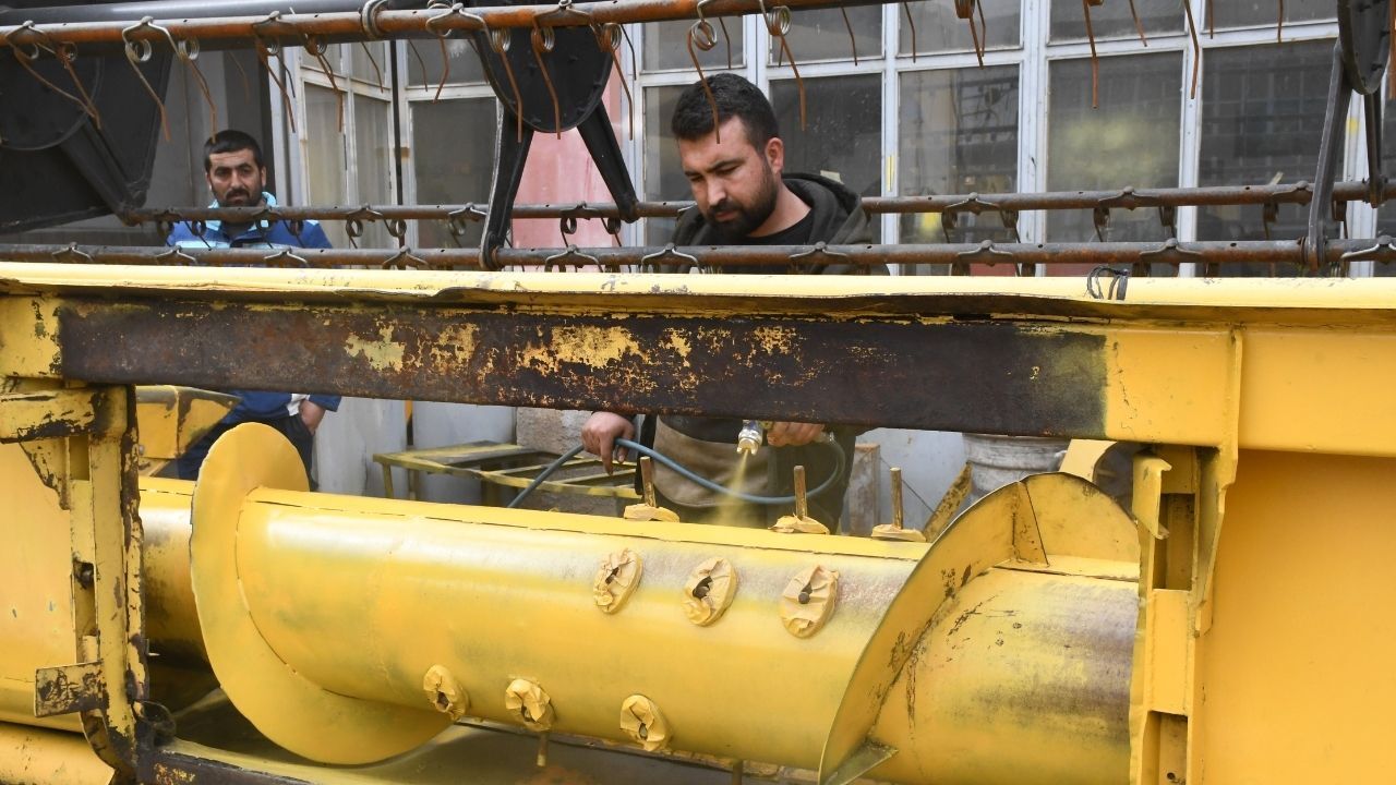 Yozgat’ta Sarı Devler İçin Hasat Zamanı Yaklaştı (5)