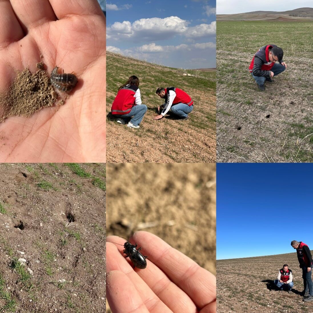 Yozgat'ta Tarla Faresi Mücadelesi Sürüyor