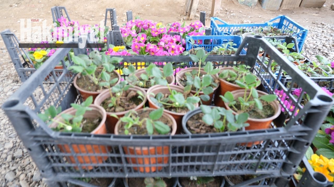 Yozgat’ta Üreticilere Önemli Mesaj Sebze Fideleri İçin En Doğru Zaman Açıklandı (2)