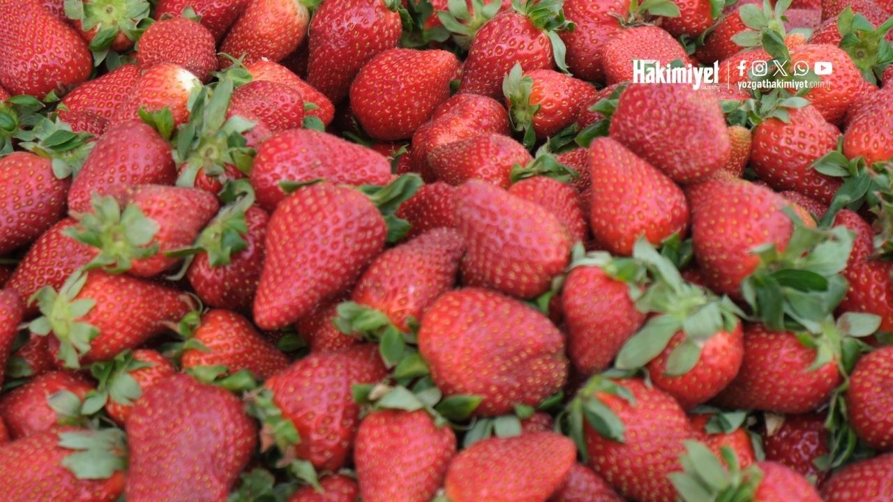 Yozgat’ta Yaz Meyveleri Tezgahlardaki Yerini Almaya Başladı (4)