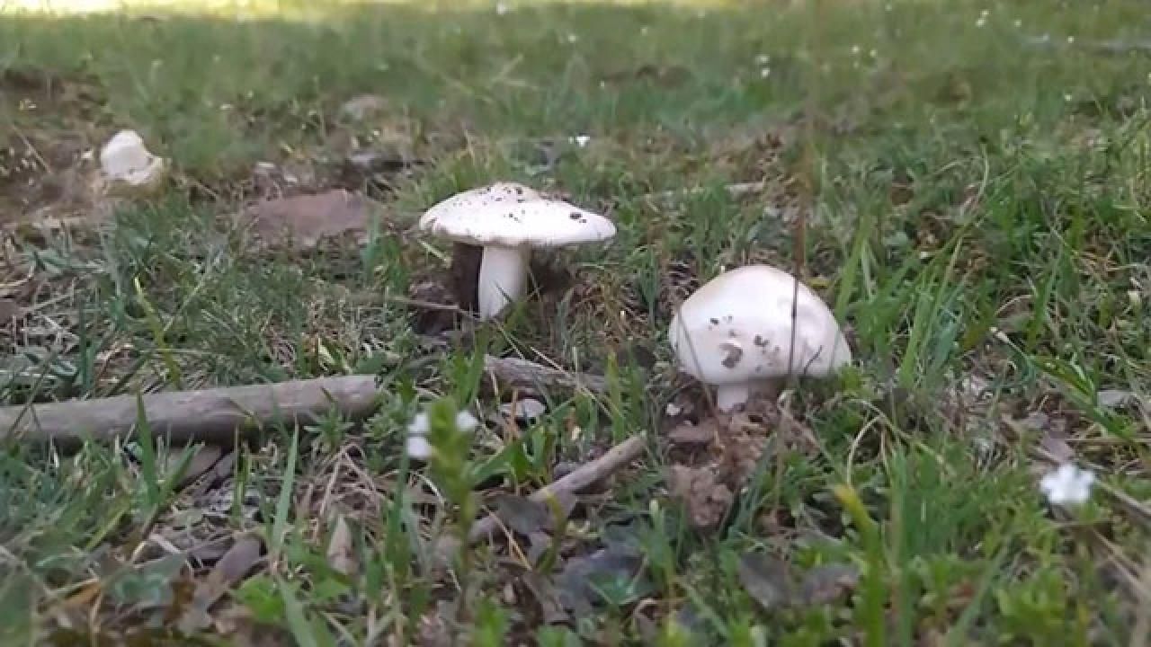 Yozgat’tan Kritik Uyarı Doğada Masum Görünen Tehlike Sağlığınızı Riske Atabilir (1)