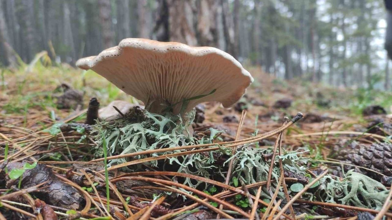 Yozgat’tan Kritik Uyarı Doğada Masum Görünen Tehlike Sağlığınızı Riske Atabilir (3)