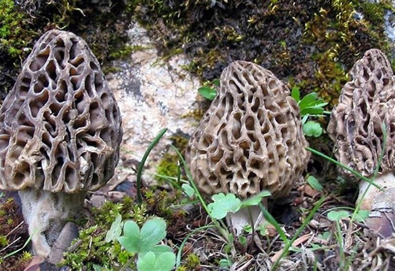 Vatandaşlar doğada “hazine” buldu: Yozgat’ta kuzu göbeği mantarı bereketi