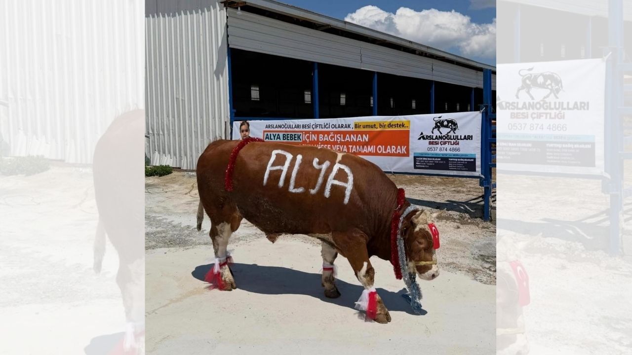 Alya Bebek İçin Seferberlik1