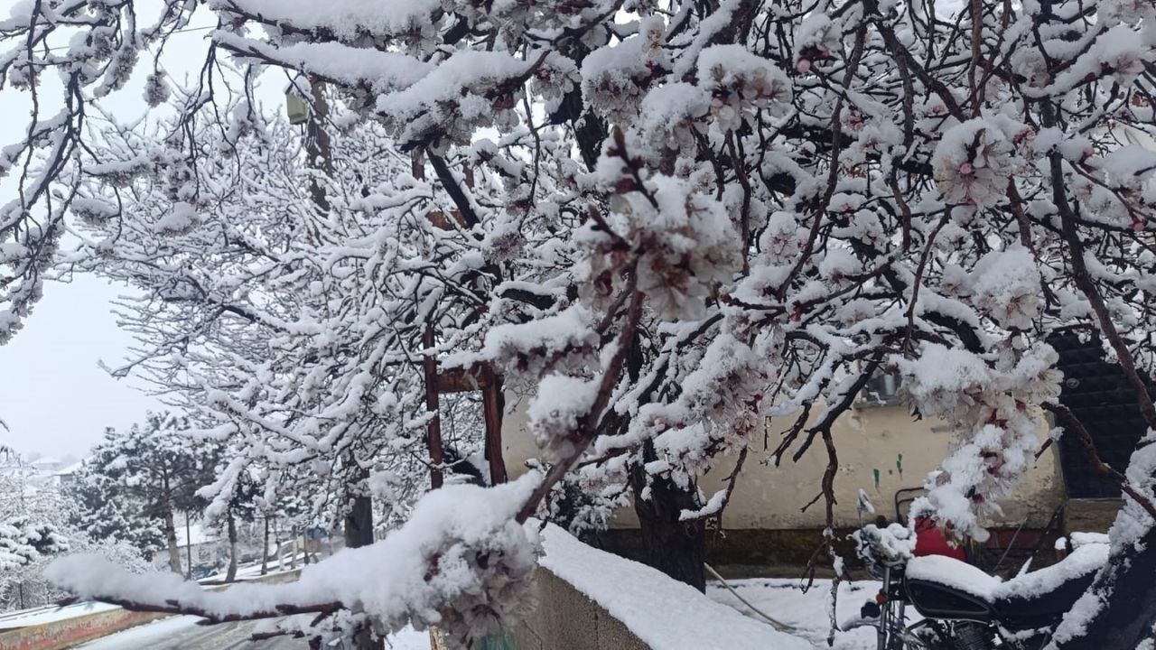 Bahar Beklenirken Kış Geri Döndü İlkbahar Karı Ağaçları Beyaza Bürüdü (2)